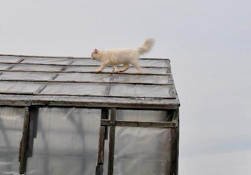 Кот на крыше теплицы