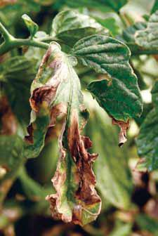 Симптомы поражения листьев томата фитофторозом, Phytophtora infestans
