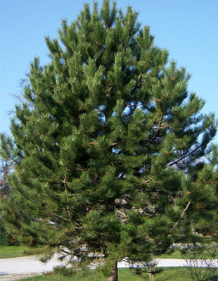 Сосна черная Ауслес СДЛ  Pinus nigra Auslese SDL