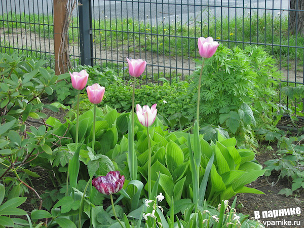 тюльпаны и хосты растут рядом