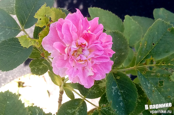 Неукрывная роза центрифолия в подмосковном саду