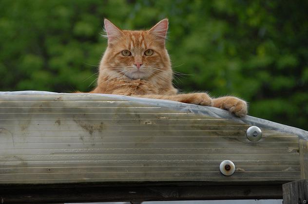 Кошка на крыше теплицы
