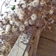 Зимние "цветы" княжика и виноградолистного клематиса. Фото подмосковного сада