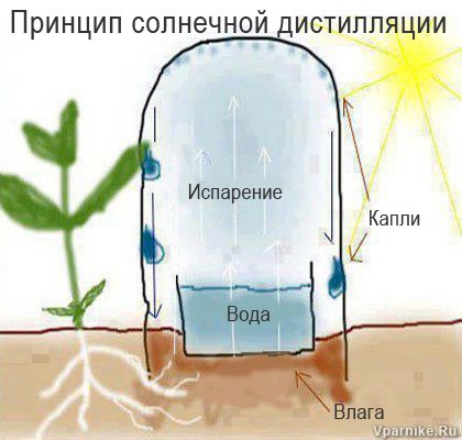 Простые схемы капельного полива растений из пластиковых бутылок