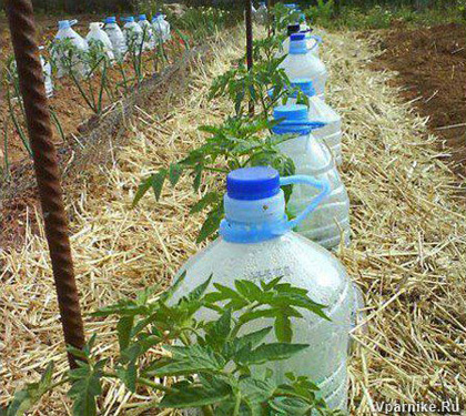 Простые схемы капельного полива растений из пластиковых бутылок