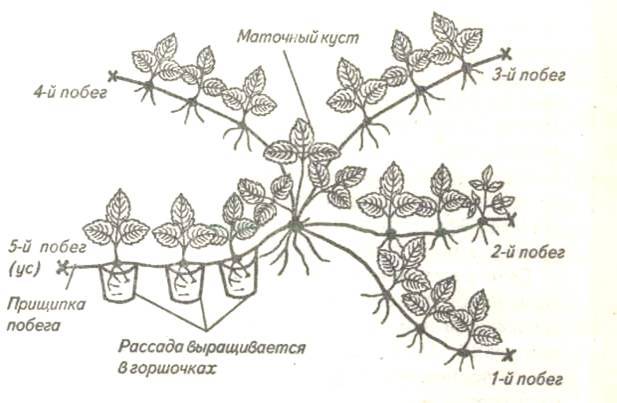 Размножение клубники земляники