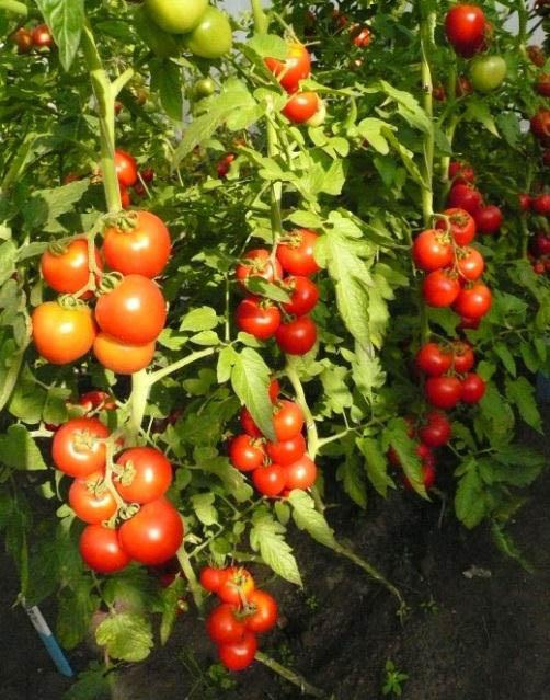 устойчивый гибрид томата