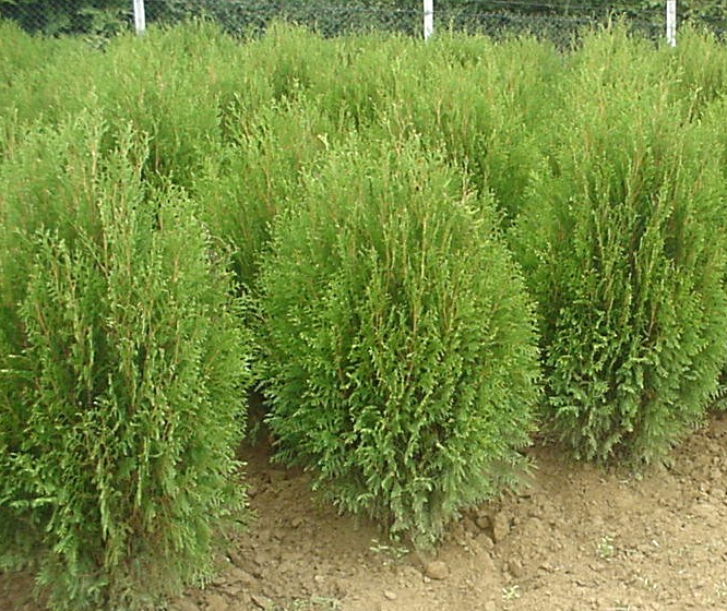 Туя западная Вагнери (Thuja occidentalis 'Wagneri')