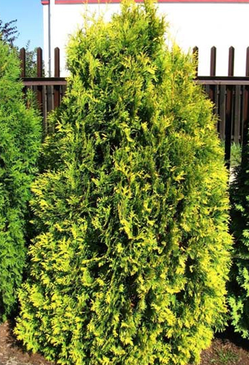 Туя западная Санкист (Thuja occidentalis 'Sunkist')