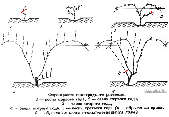 как обрезать виноград