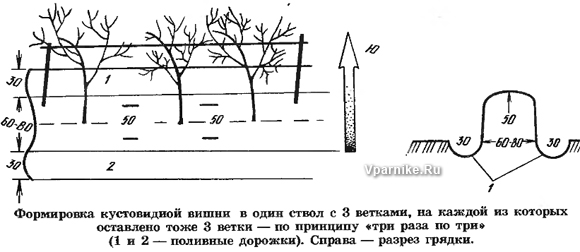 формирование вишни кустовой