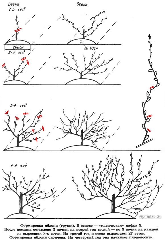 формирующая обрезка груши и яблони