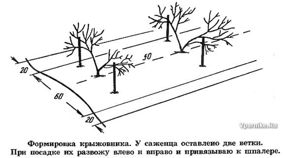 обрезка крыжовника