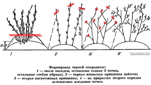 обрезка смородины