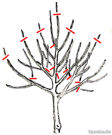 формирование кроны плодового дерева