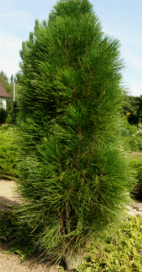 pinus nigra green tower