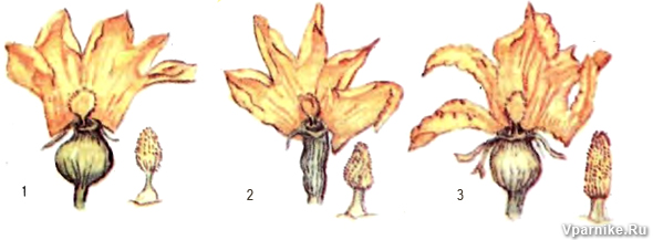 Женские цветки тыквы