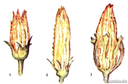 мужские цветки тыквы