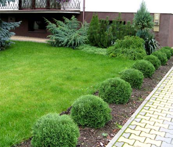 Туя западная Хосери (Thuja occidentalis 'Hoseri')