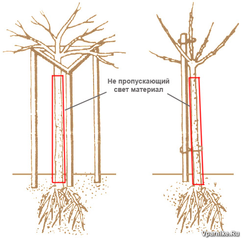 Как сделать из смородины и крыжовника деревца? Плюсы и минусы штамбовойформы