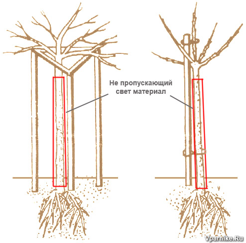 Как сделать из крыжовника и смородины дерево