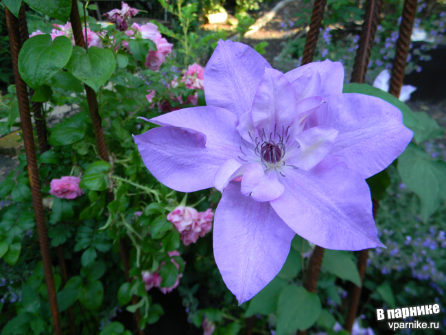 Клематис Рефлекшенс (clematis Reflections)