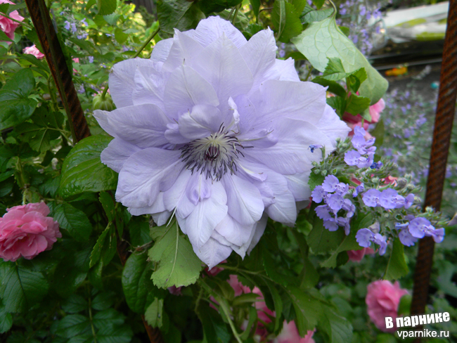 Клематис Рефлекшенс (clematis Reflections)