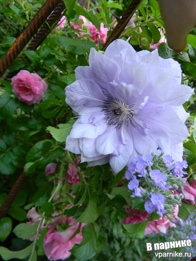 Клематис Рефлекшенс (clematis Reflections)