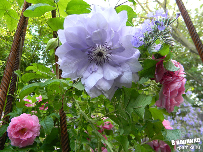 Клематис Рефлекшенс (clematis Reflections)