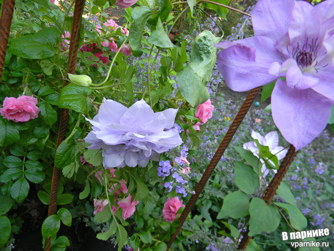 Клематис Рефлекшенс (clematis Reflections)