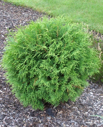 Туя западная Хосери (Thuja occidentalis 'Hoseri')