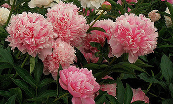 Пион Пинк Парфайт (Peony Pink Parfait)