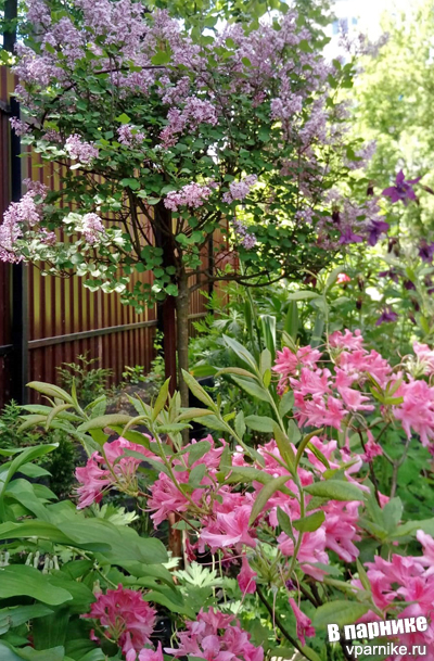 цветет сирень Мейера (syringa meyeri) на штамбе