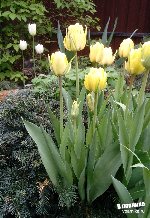 Тюльпан Акебоно - восхитительный гибрид тюльпана Дарвина с полумахровыми желтыми цветками
