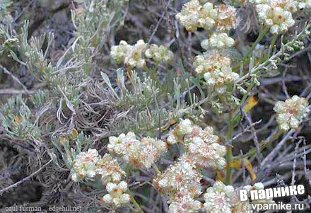 Анафалис жемчужный Anaphalis margaritacea