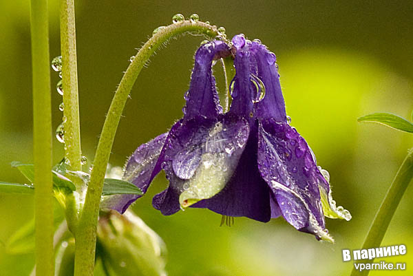 aquilegia Аквилегия: от всходов до цветка