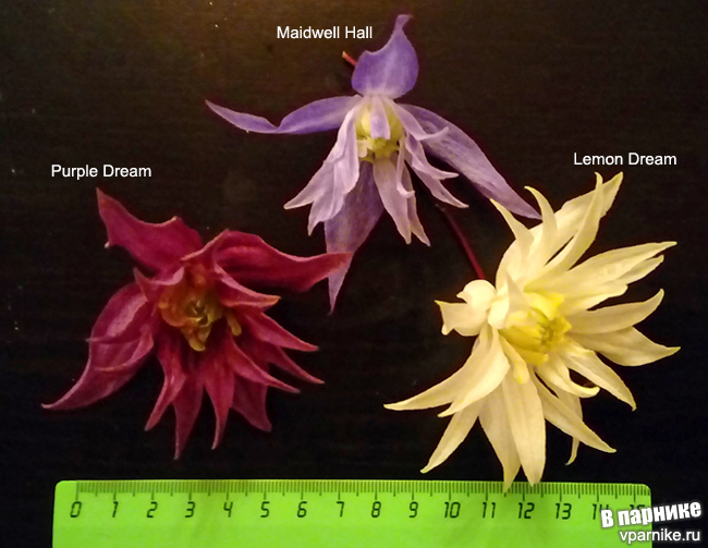 Княжик в подмосковном саду: цветет, как клематис и неприхотлив, как девичий виноград