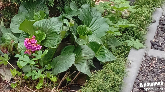 Бадан толстолистный (Bergenia crassifolia)  Сохраняет листву зеленой даже зимой