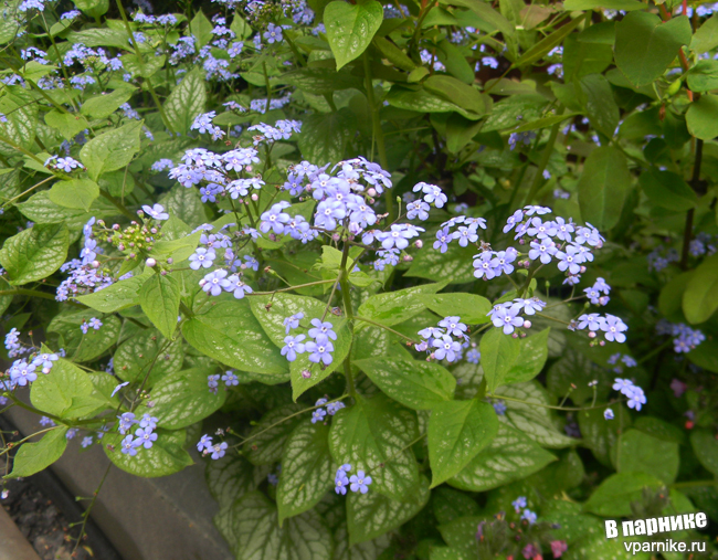 Brunnera бруннера крупнолистная