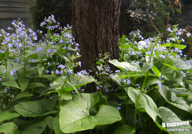 Бруннера крупнолистная и бруннера сибирская (Brunnera)