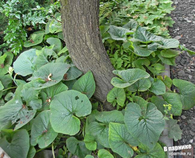 Brunnera sibirica Бруннера сибирская в подмосковном саду