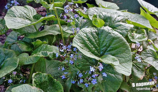 Brunnera sibirica Бруннера сибирская незабудочник