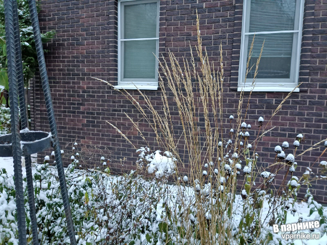 Calamagrostis × acutiflora 'Karl Foerster'