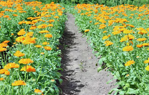 Calendula