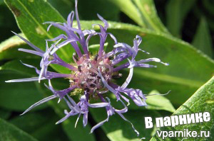 Centaurea montana Presleys Blue Haw