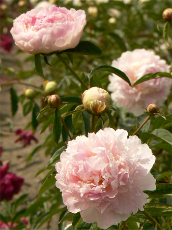 Пион Шифон Парфэ (Peony Chiffon Parfait)