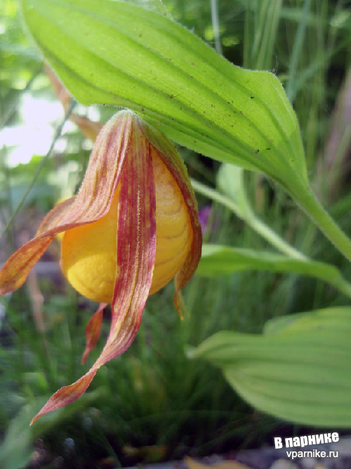 Башмачок Cypripedium от всходов до цветка