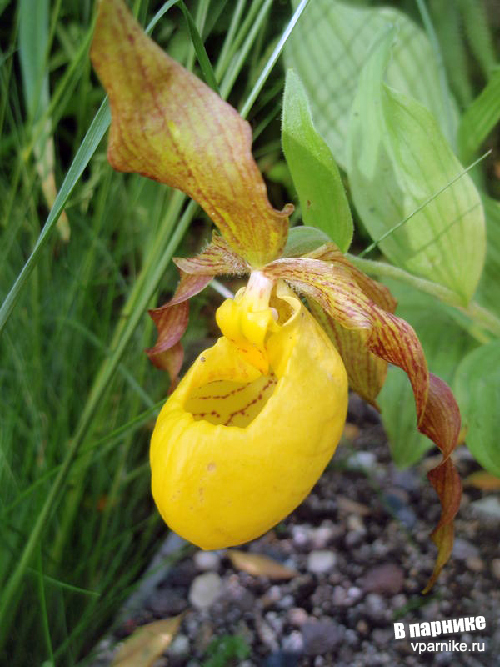 Башмачок Cypripedium от всходов до цветка