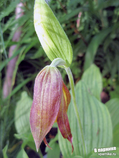 Башмачок Cypripedium от всходов до цветка