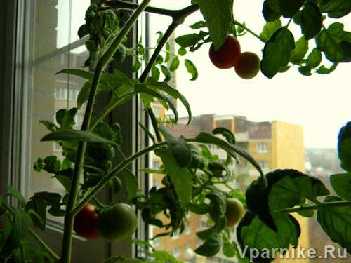 выращивание томатов на окне
